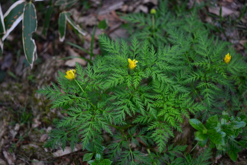 Adonis multiflora photo 3