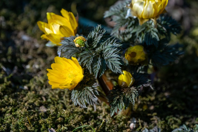 Adonis multiflora photo 4