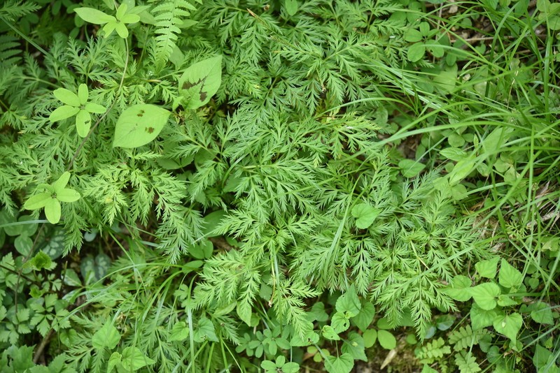 Adonis multiflora photo 5