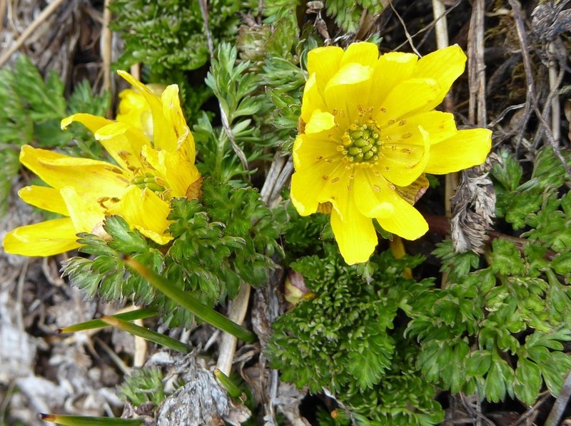 Adonis nepalensis photo 2
