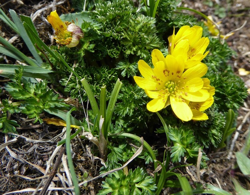 Adonis nepalensis photo 4