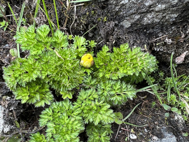 Adonis nepalensis photo 5