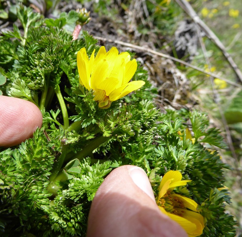 Adonis nepalensis photo 6