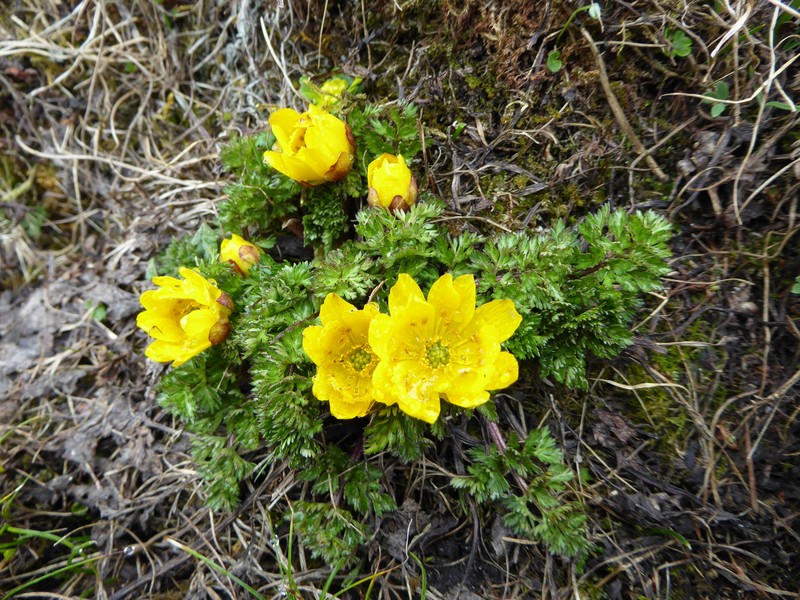 Adonis nepalensis photo 7