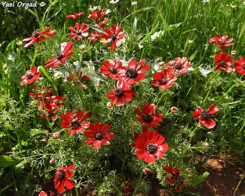 Adonis palaestina
