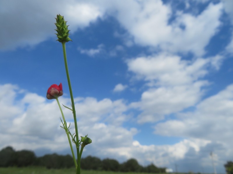 Adonis palaestina photo 2