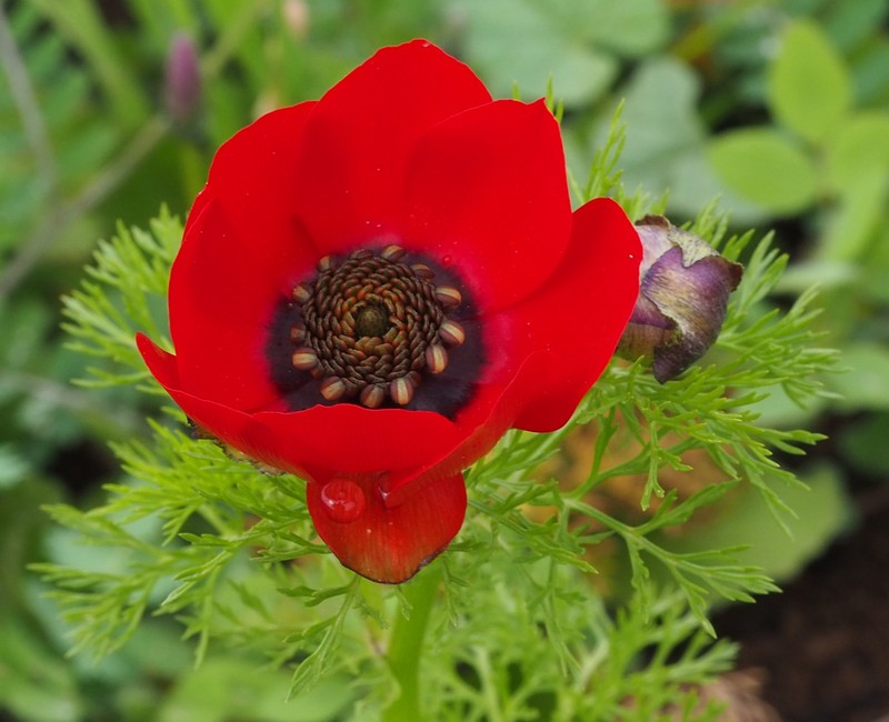 Adonis palaestina photo 3