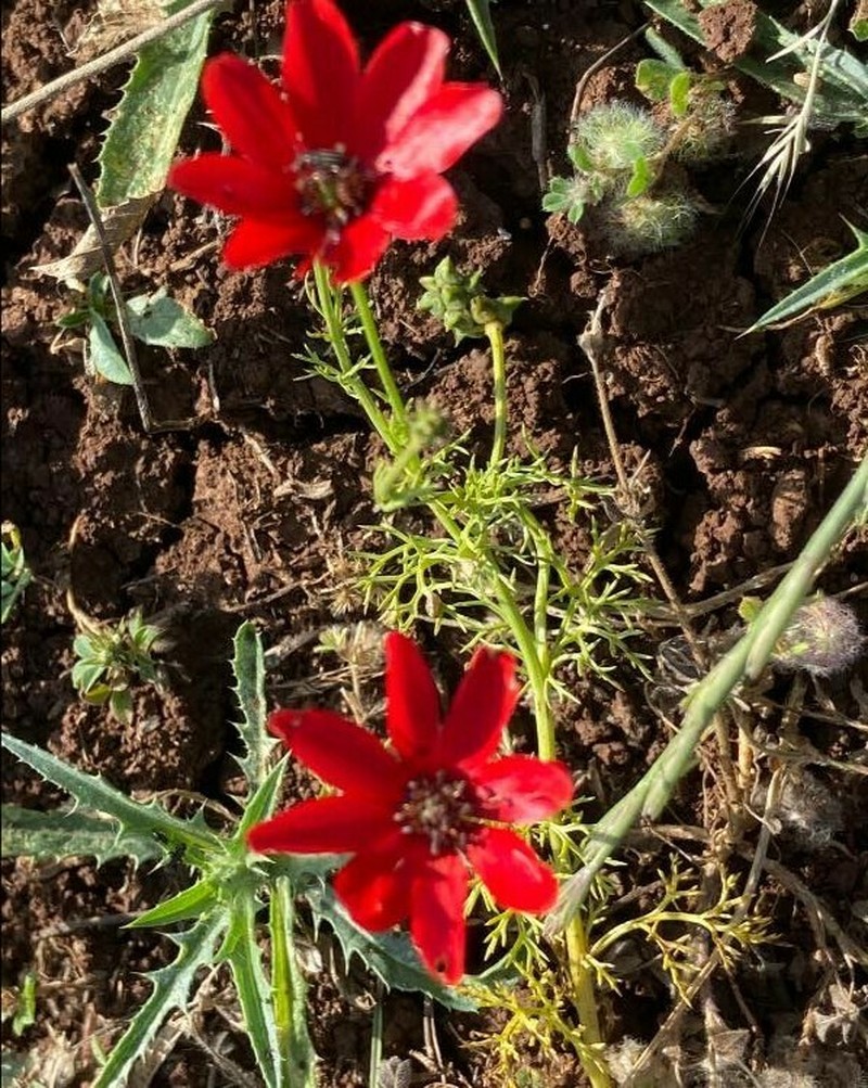 Adonis palaestina photo 4