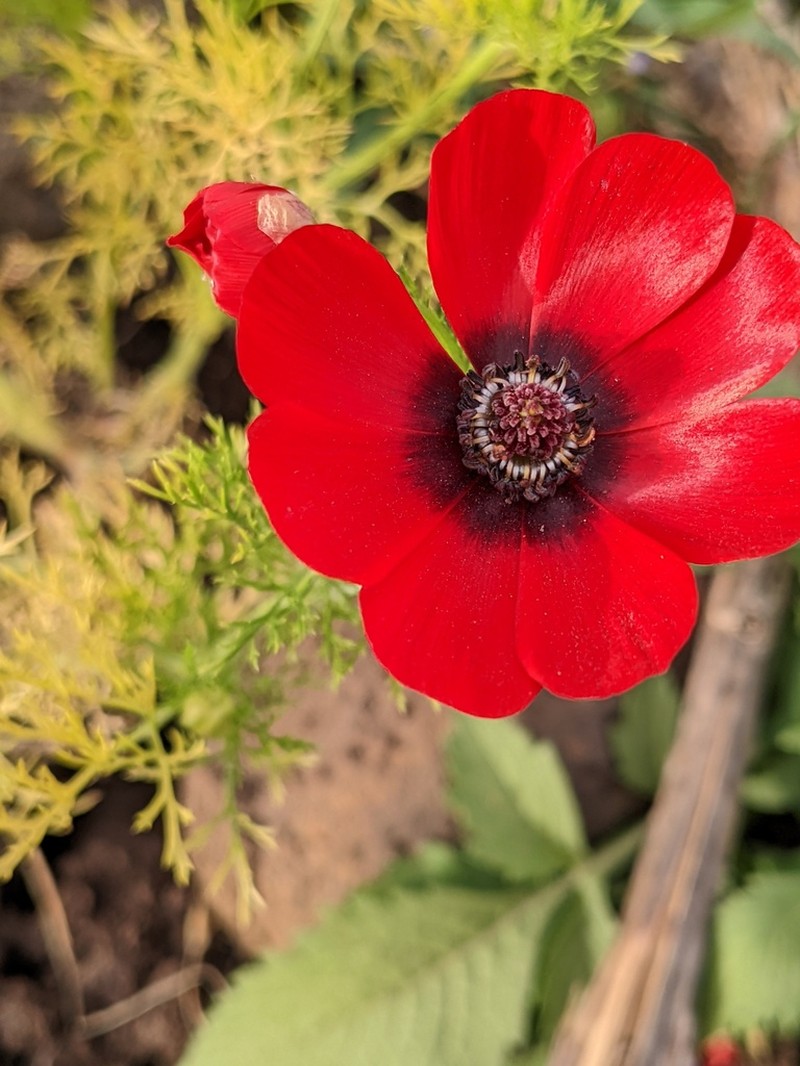 Adonis palaestina photo 5