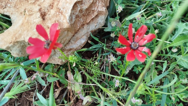 Adonis palaestina photo 6
