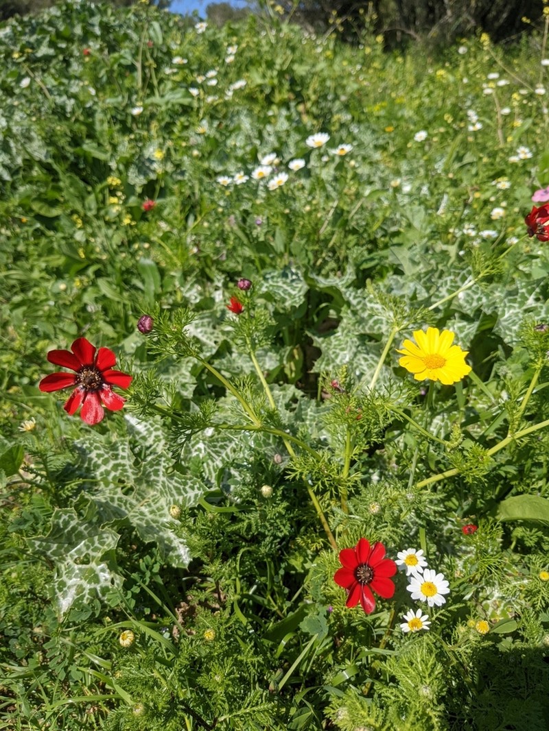 Adonis palaestina photo 8