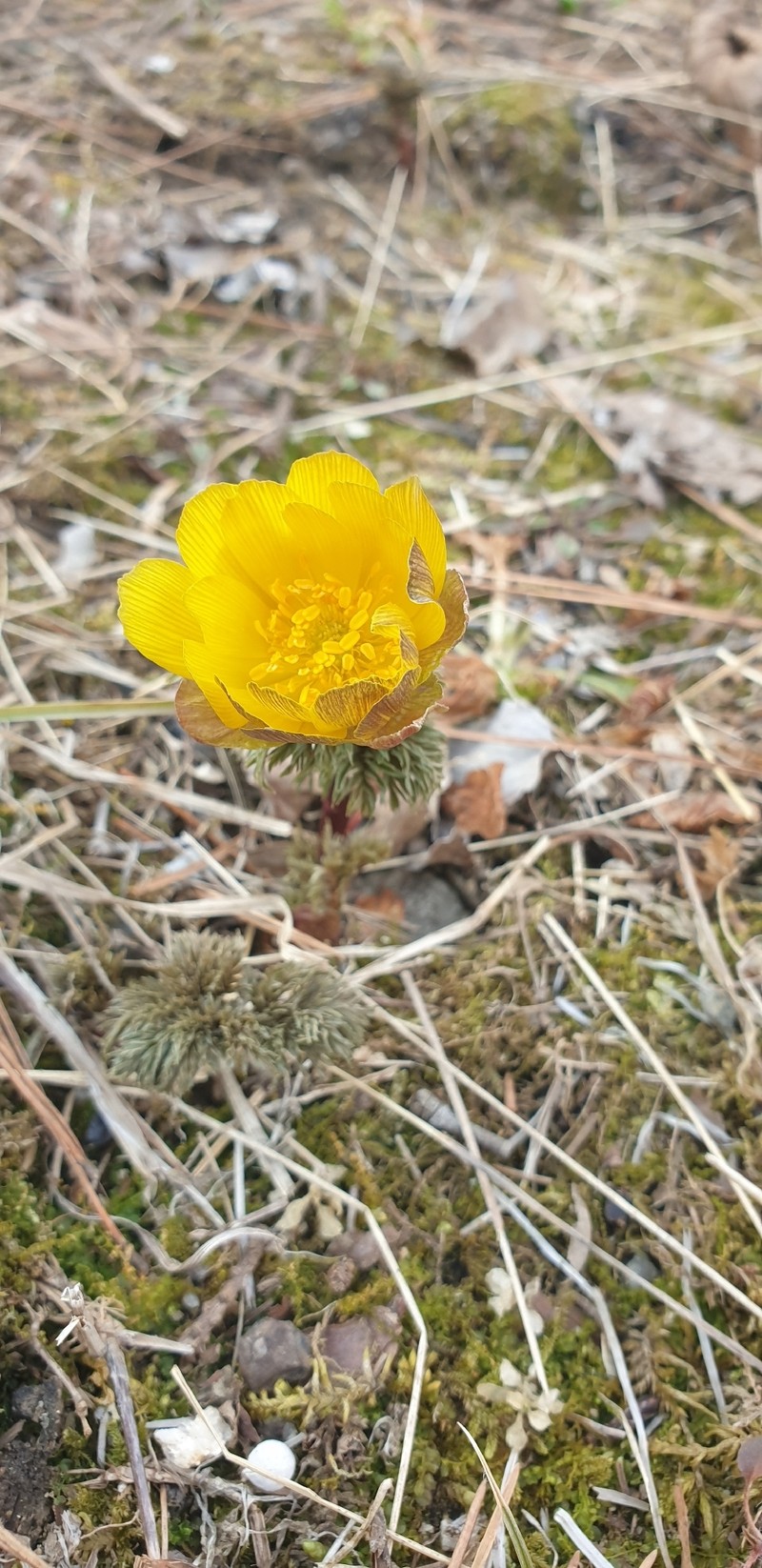Adonis pseudoamurensis photo 2