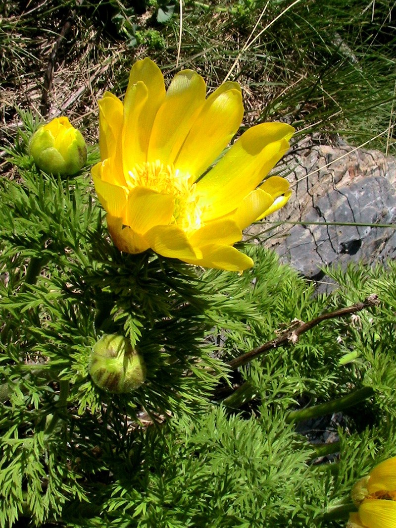 Adonis pyrenaica