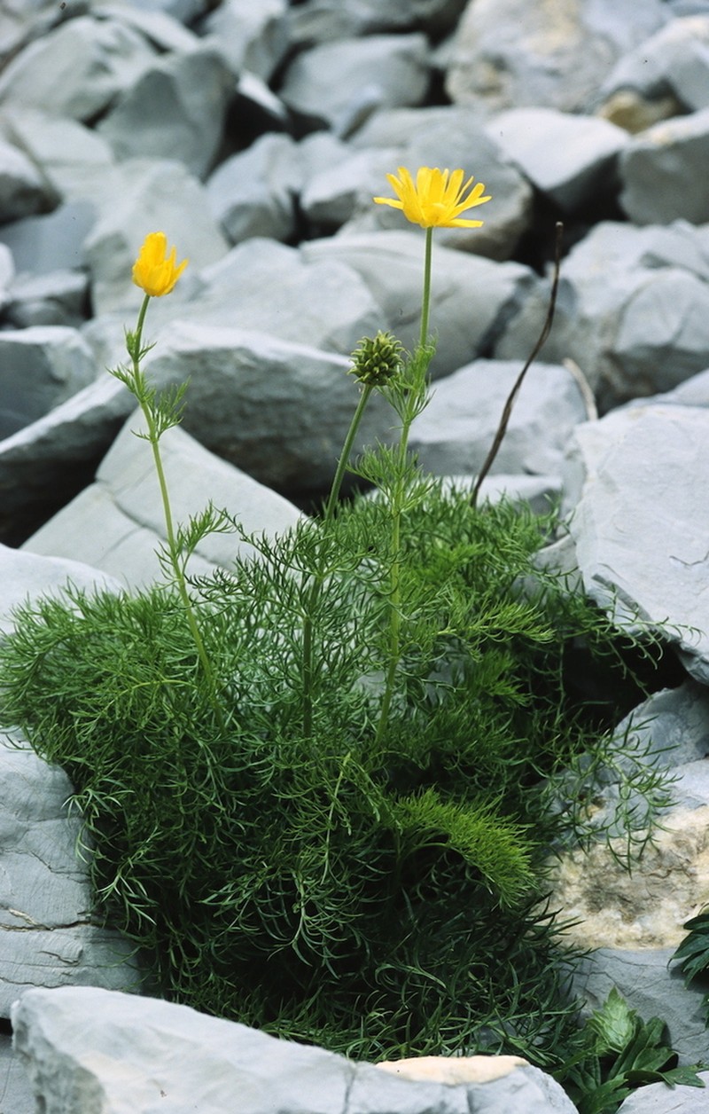 Adonis pyrenaica photo 2