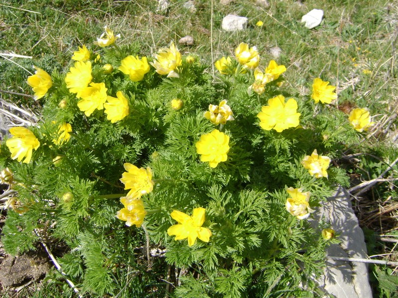 Adonis pyrenaica photo 3