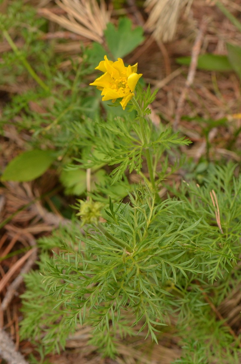 Adonis pyrenaica photo 4