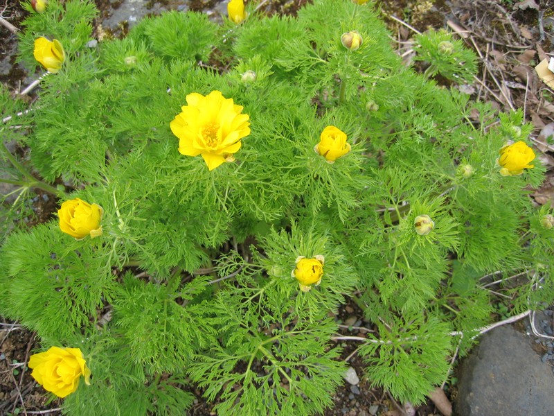 Adonis pyrenaica photo 5