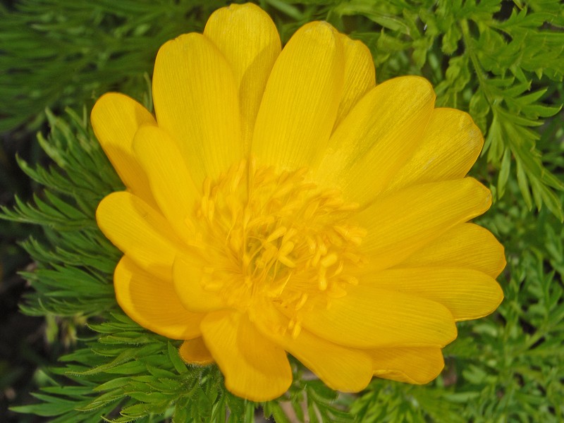 Adonis pyrenaica photo 6