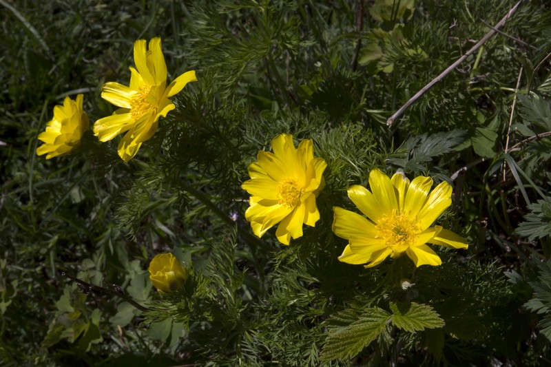 Adonis pyrenaica photo 7