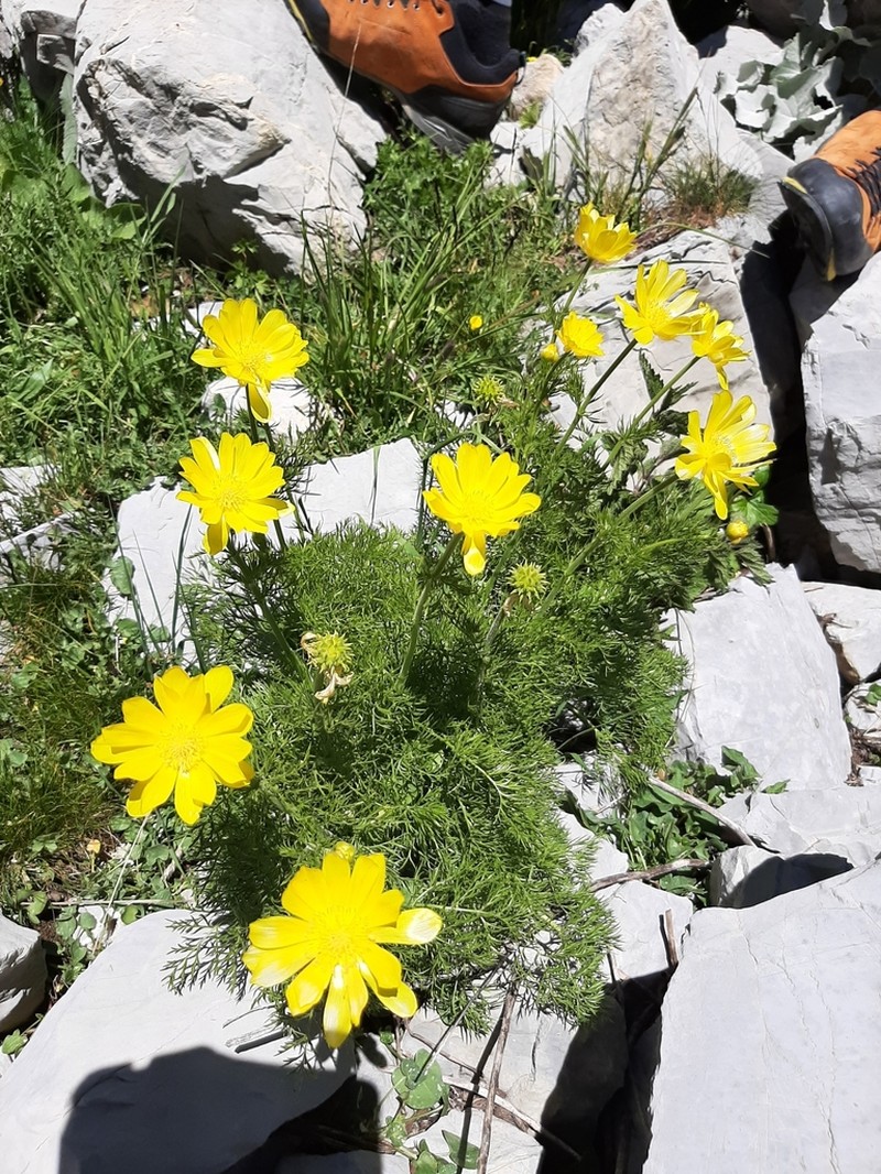 Adonis pyrenaica photo 8