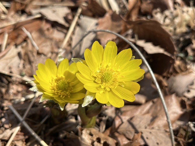 Adonis ramosa
