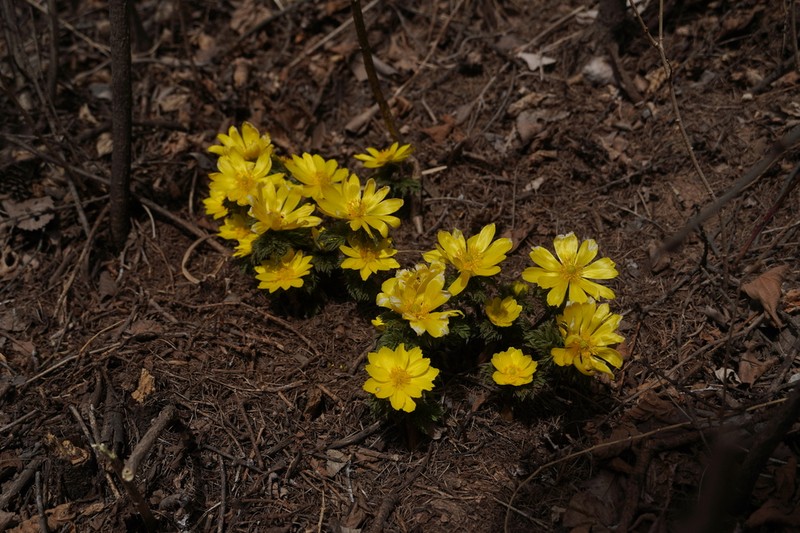 Adonis ramosa photo 2
