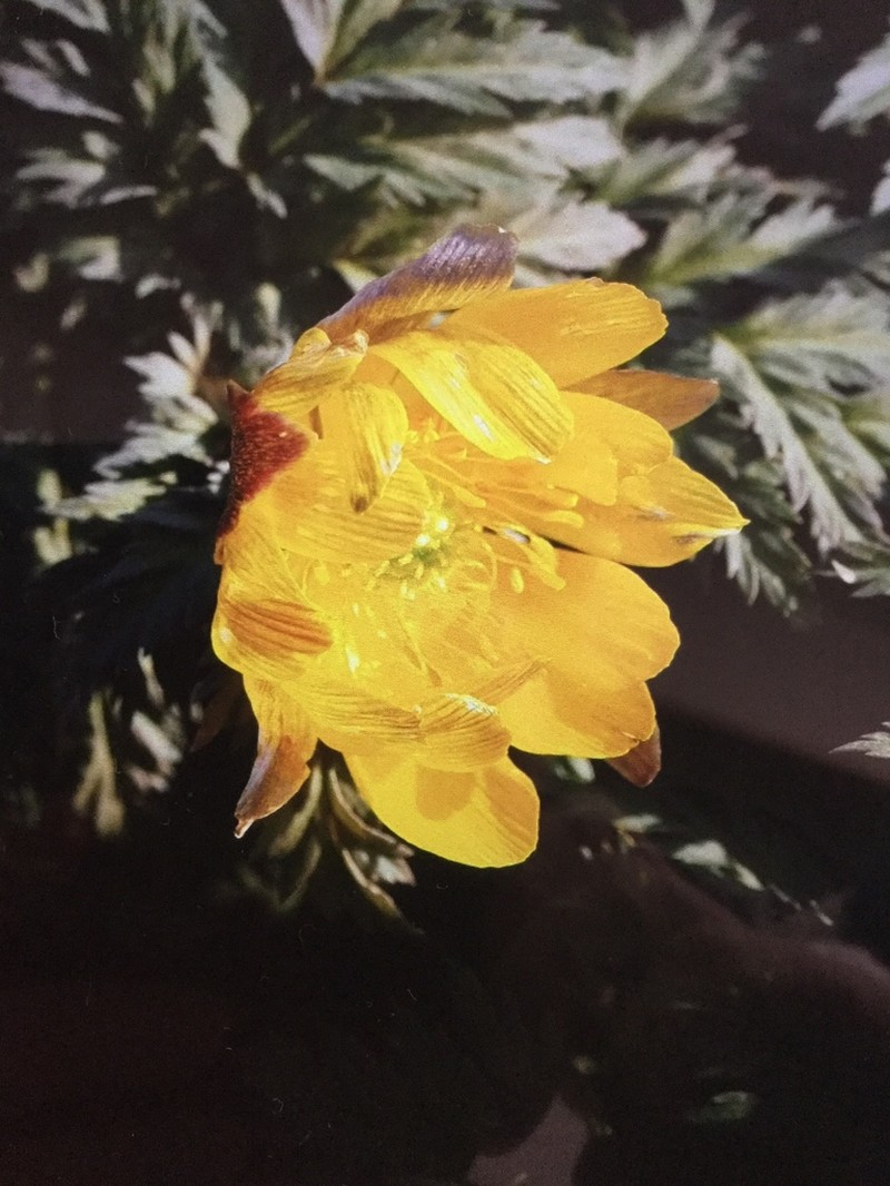Adonis ramosa photo 3