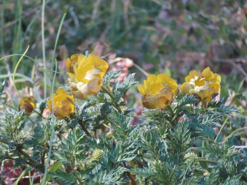Adonis ramosa photo 4