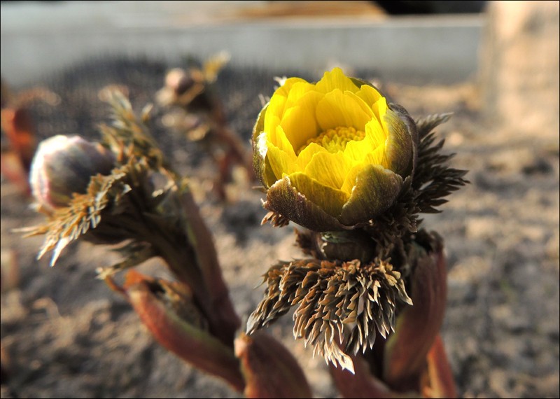 Adonis ramosa photo 5