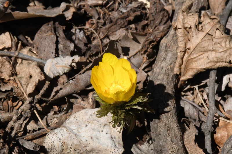 Adonis ramosa photo 6