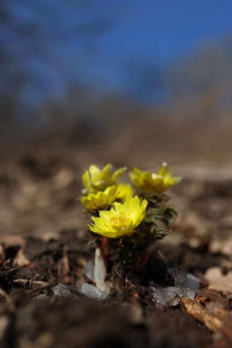 Adonis ramosa photo 7