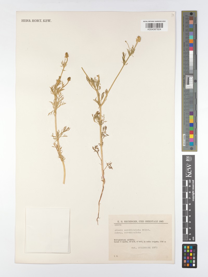 Adonis scrobiculata