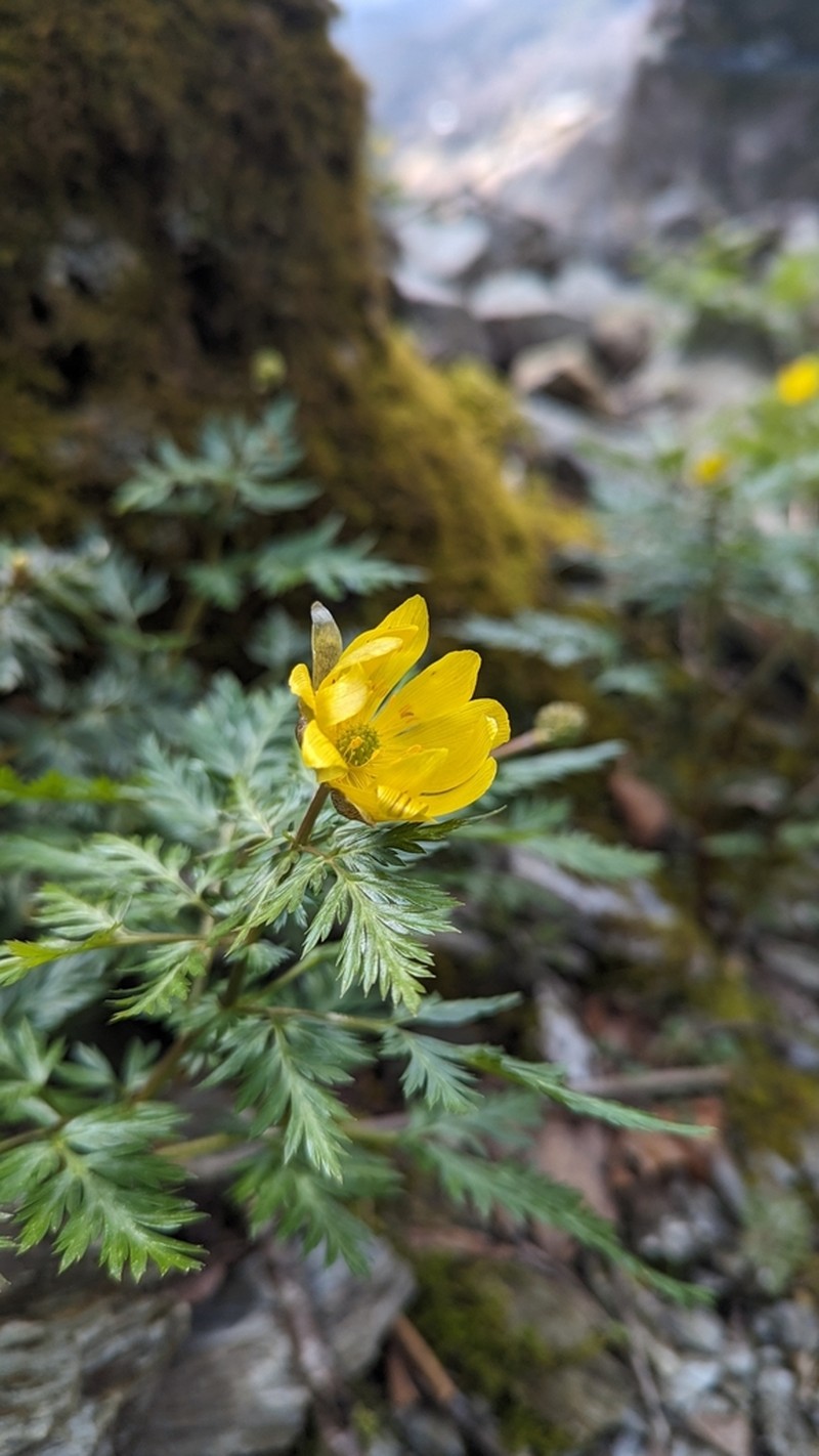 Adonis shikokuensis