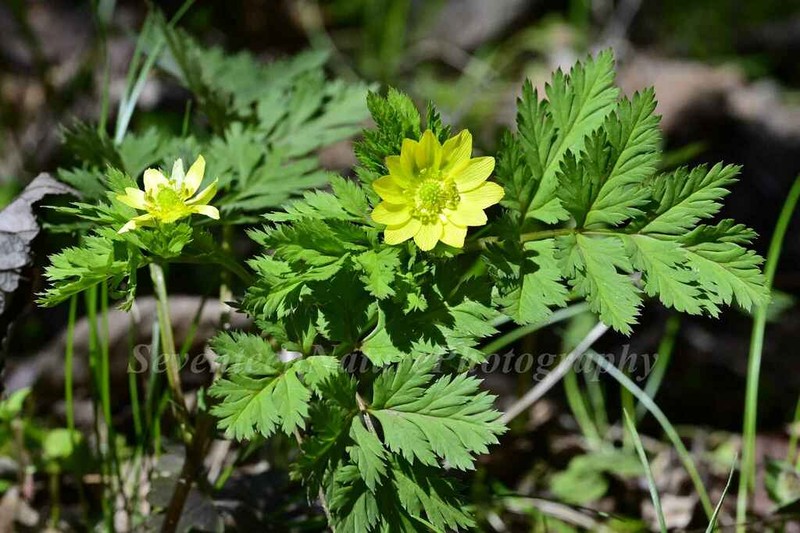 Adonis sutchuenensis