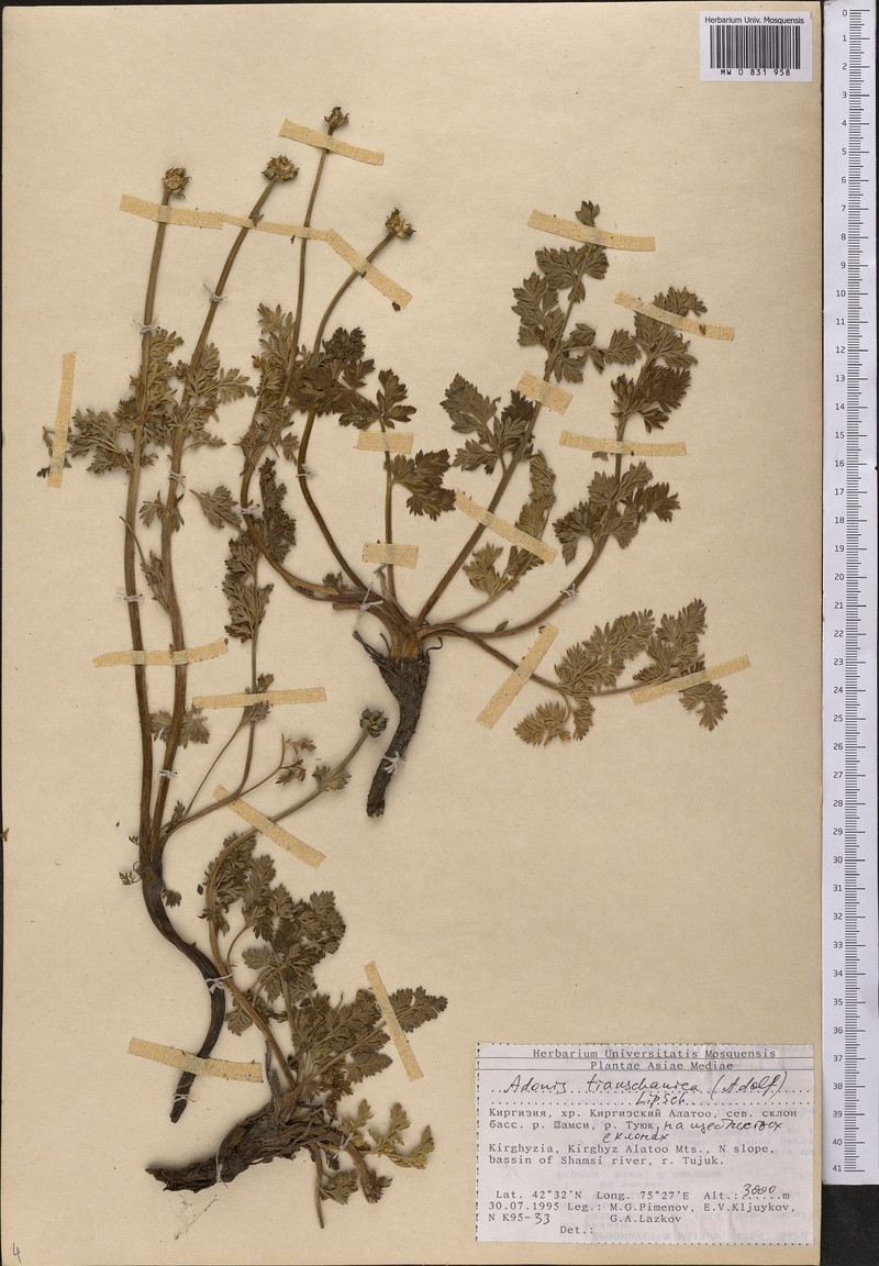 Adonis tianschanica