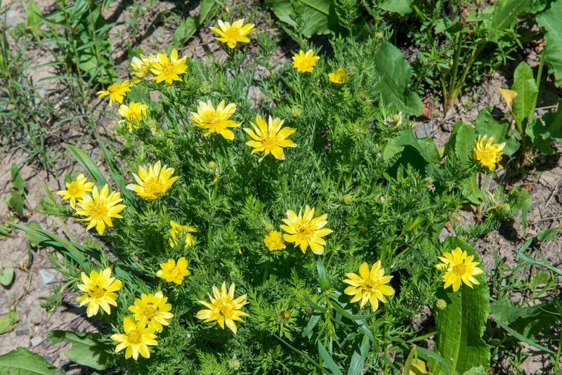 Adonis turkestanica