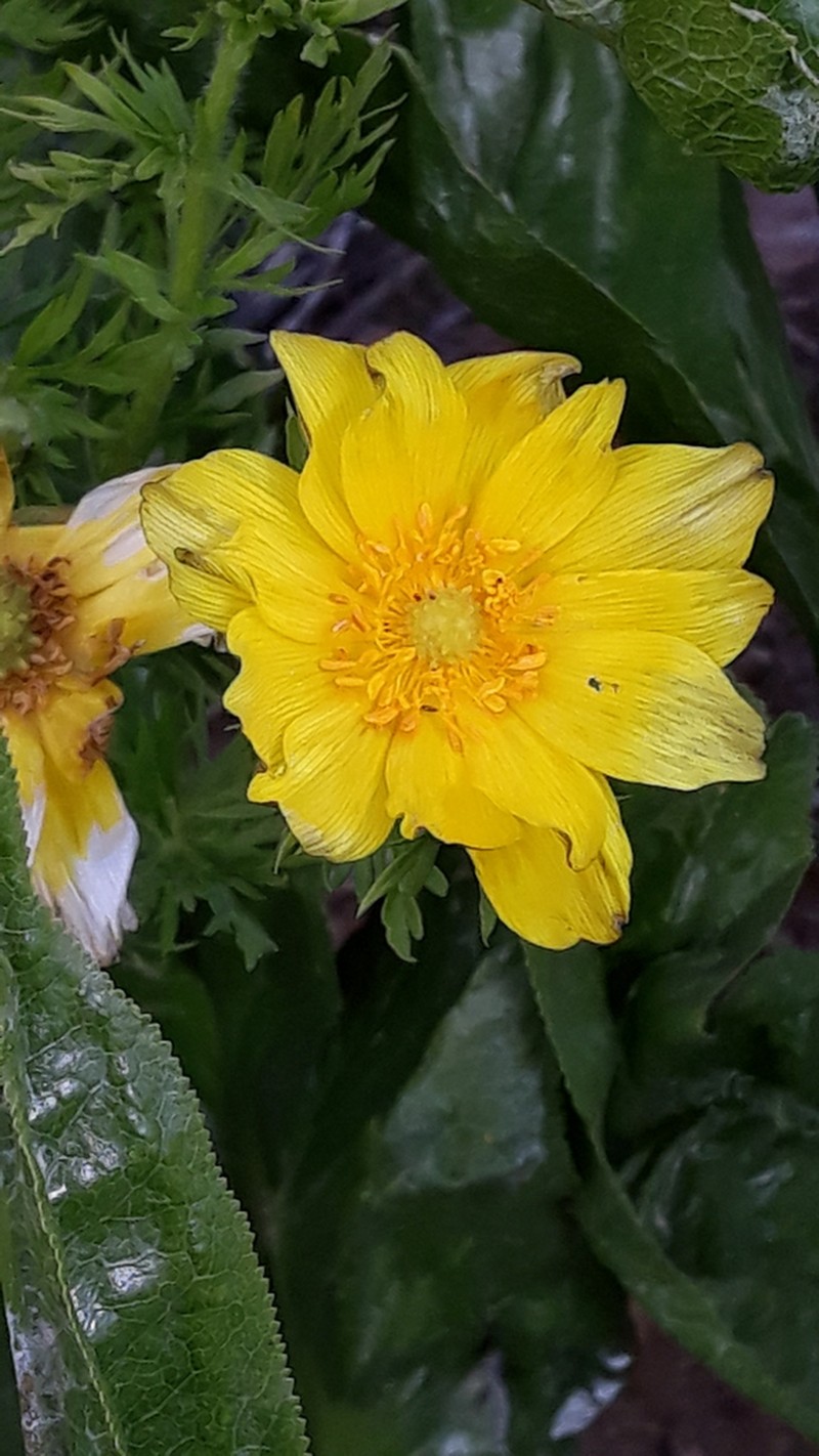 Adonis turkestanica photo 2