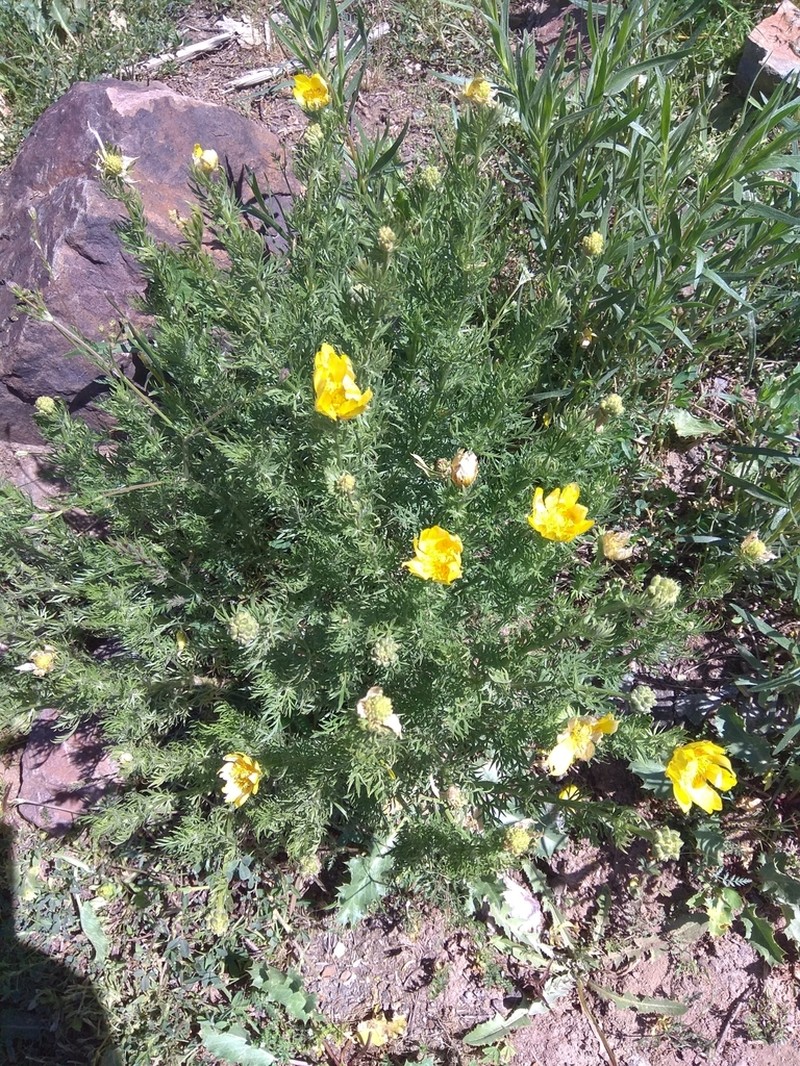 Adonis turkestanica photo 3