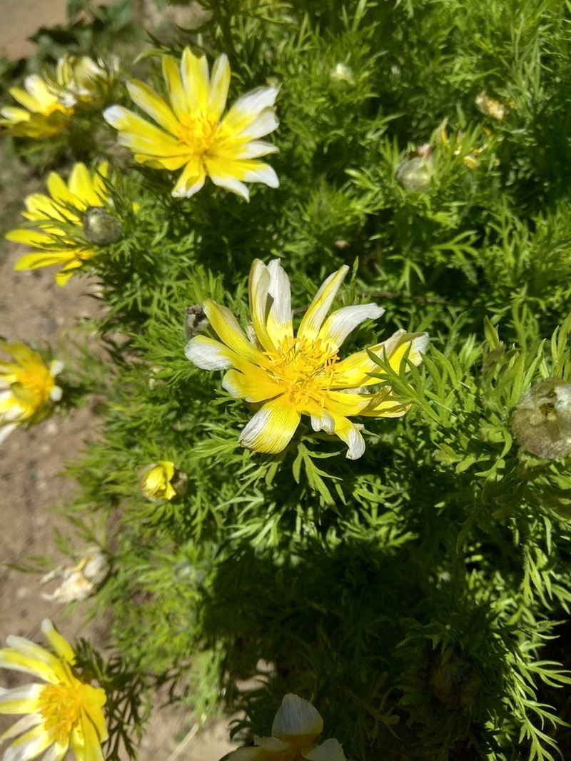 Adonis turkestanica photo 4