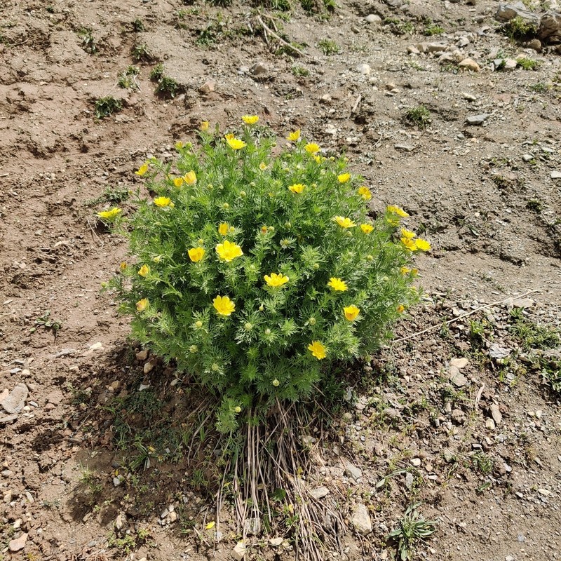 Adonis turkestanica photo 5