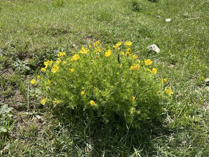 Adonis turkestanica photo 6
