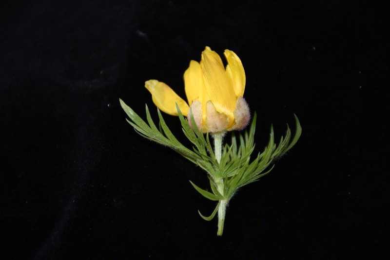 Adonis turkestanica photo 7
