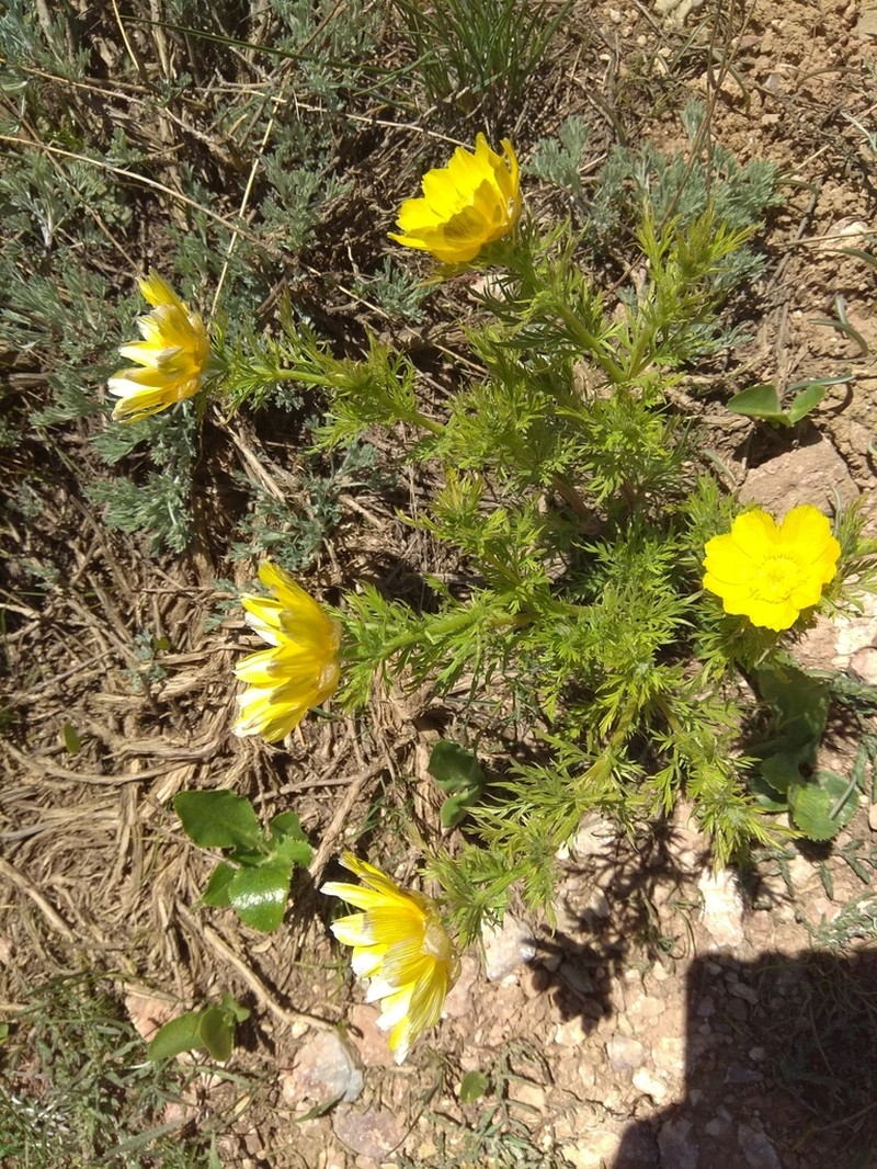 Adonis turkestanica photo 8