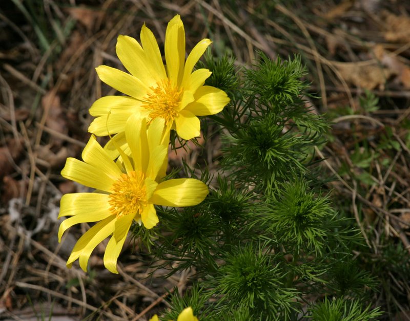 Spring Pheasant's Eye