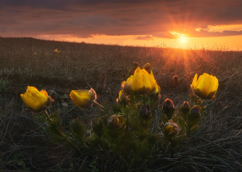 Spring Pheasant's Eye photo 4