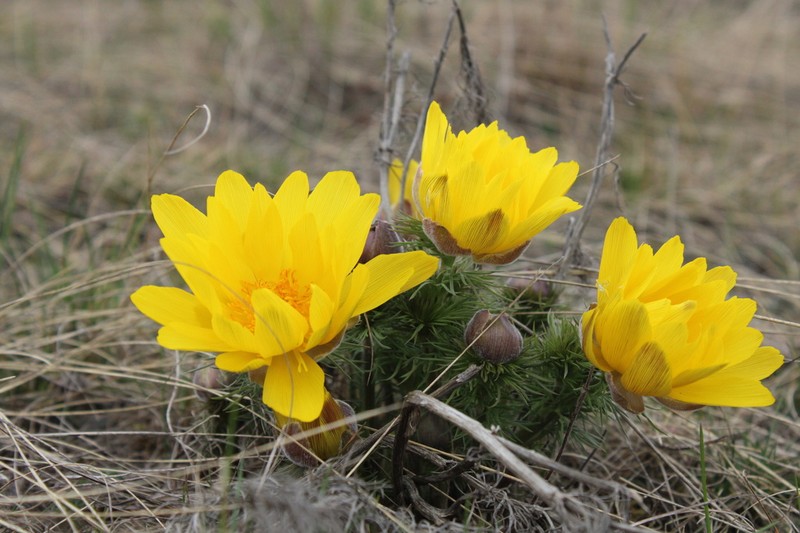 Spring Pheasant's Eye photo 5