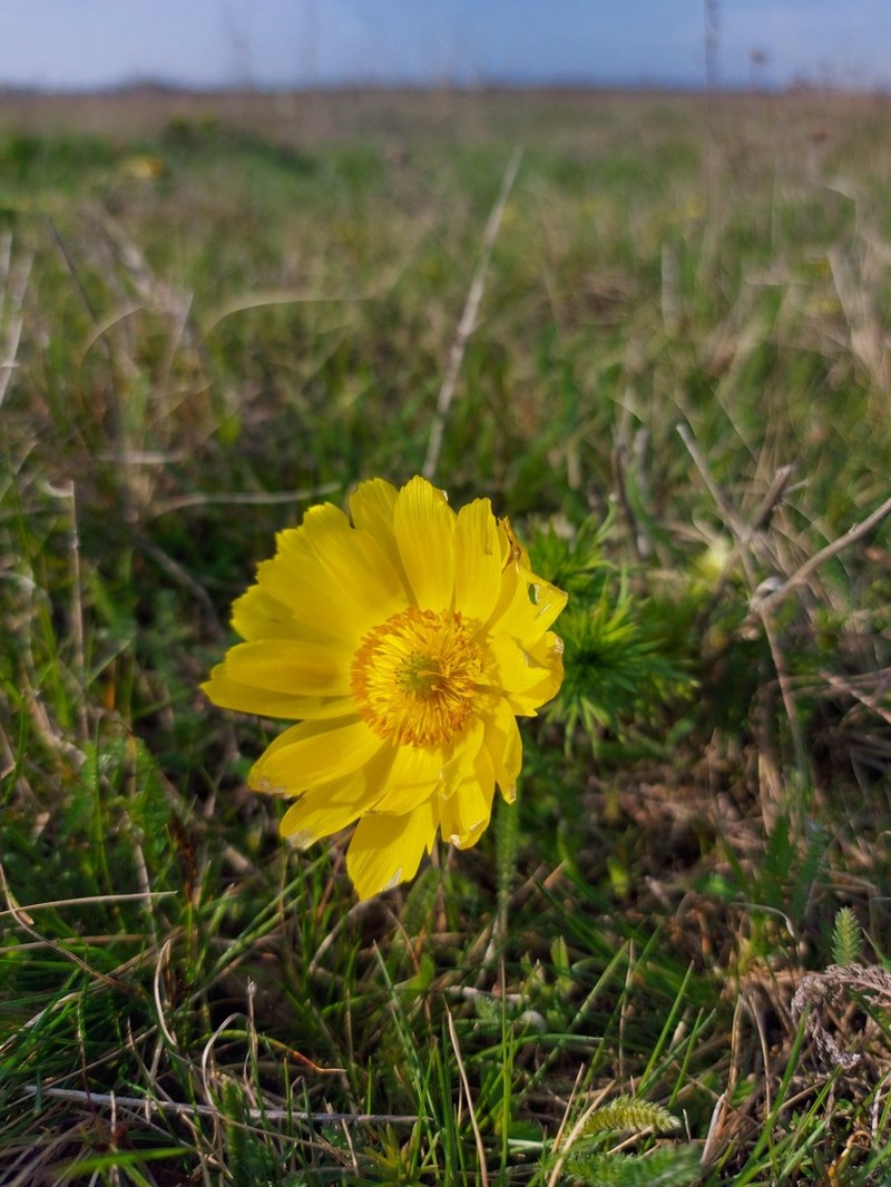 Spring Pheasant's Eye photo 7