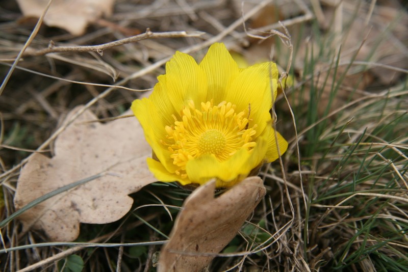 Spring Pheasant's Eye photo 8