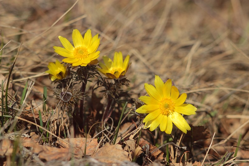 Adonis villosa