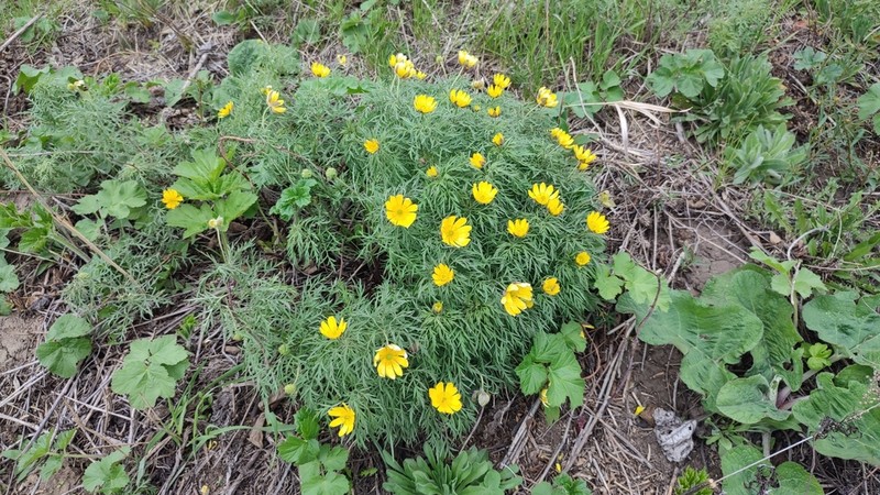 Adonis villosa photo 2